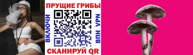 Купить закладки  Заречный  Псилоцибиновые грибы мицелий 